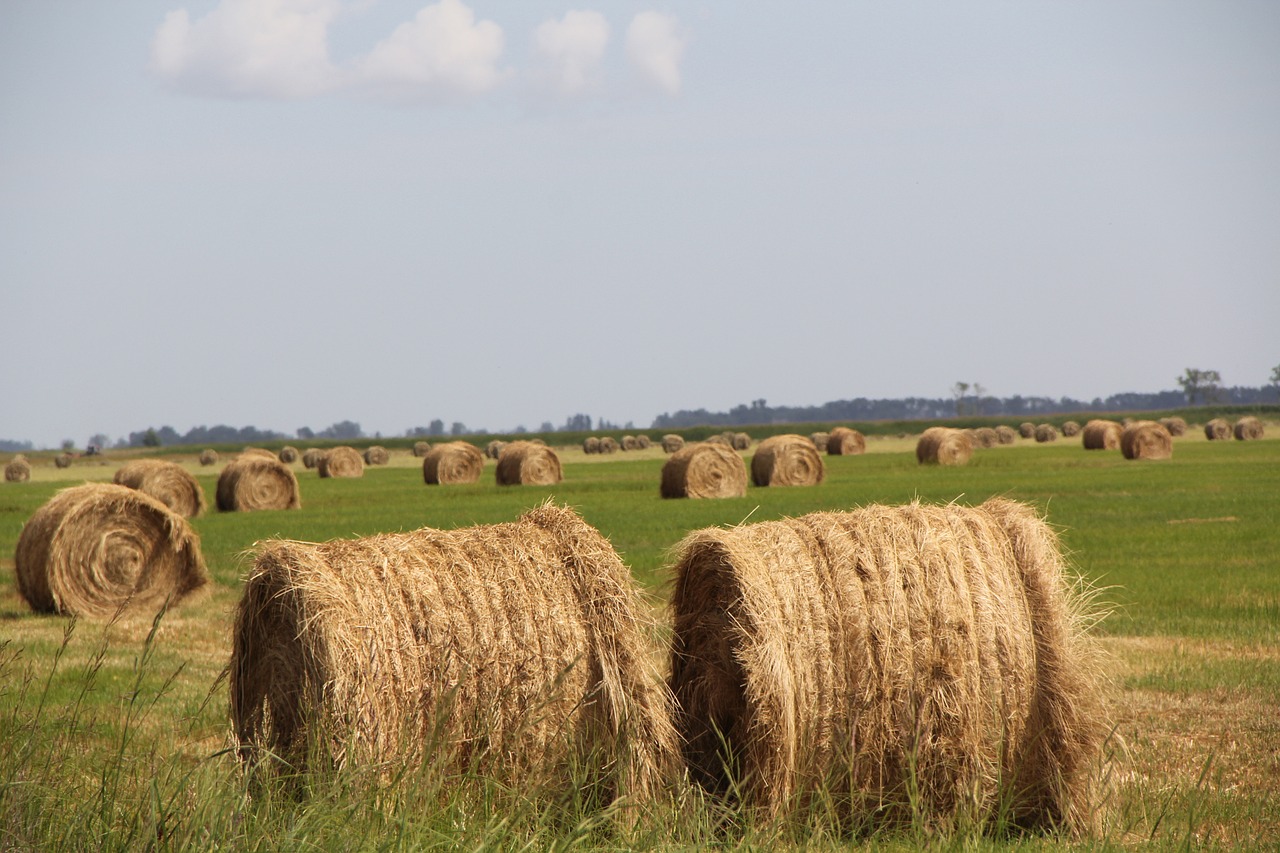 hay, field, agri-826905.jpg